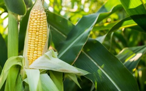 Outlook for Corn Prices in 2023: Key Factors to Watch