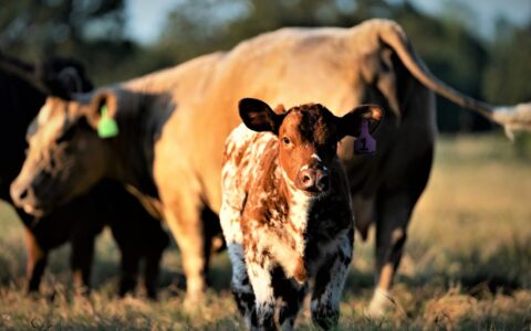 US Beef Herd Drops to Lowest Since 1962 as Global Food Crisis Intensifies