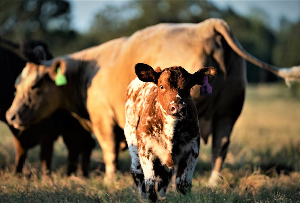 US Beef Herd Drops to Lowest Since 1962 as Global Food Crisis Intensifies