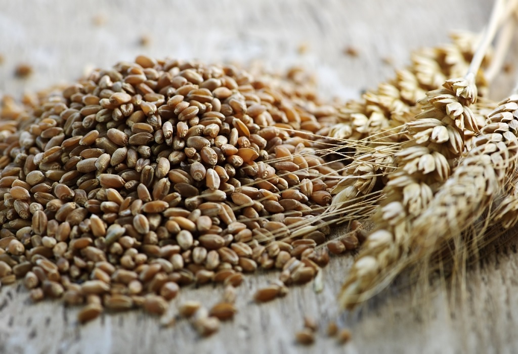 Against the Grain: Harvesting Crews Tackle Drought and Delays in Crucial Wheat Crop Season