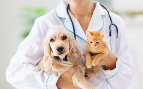 4 Paws, 3 Plans, 2 Guardians: A Comprehensive Guide to Including Your Pet in Your Estate Plan