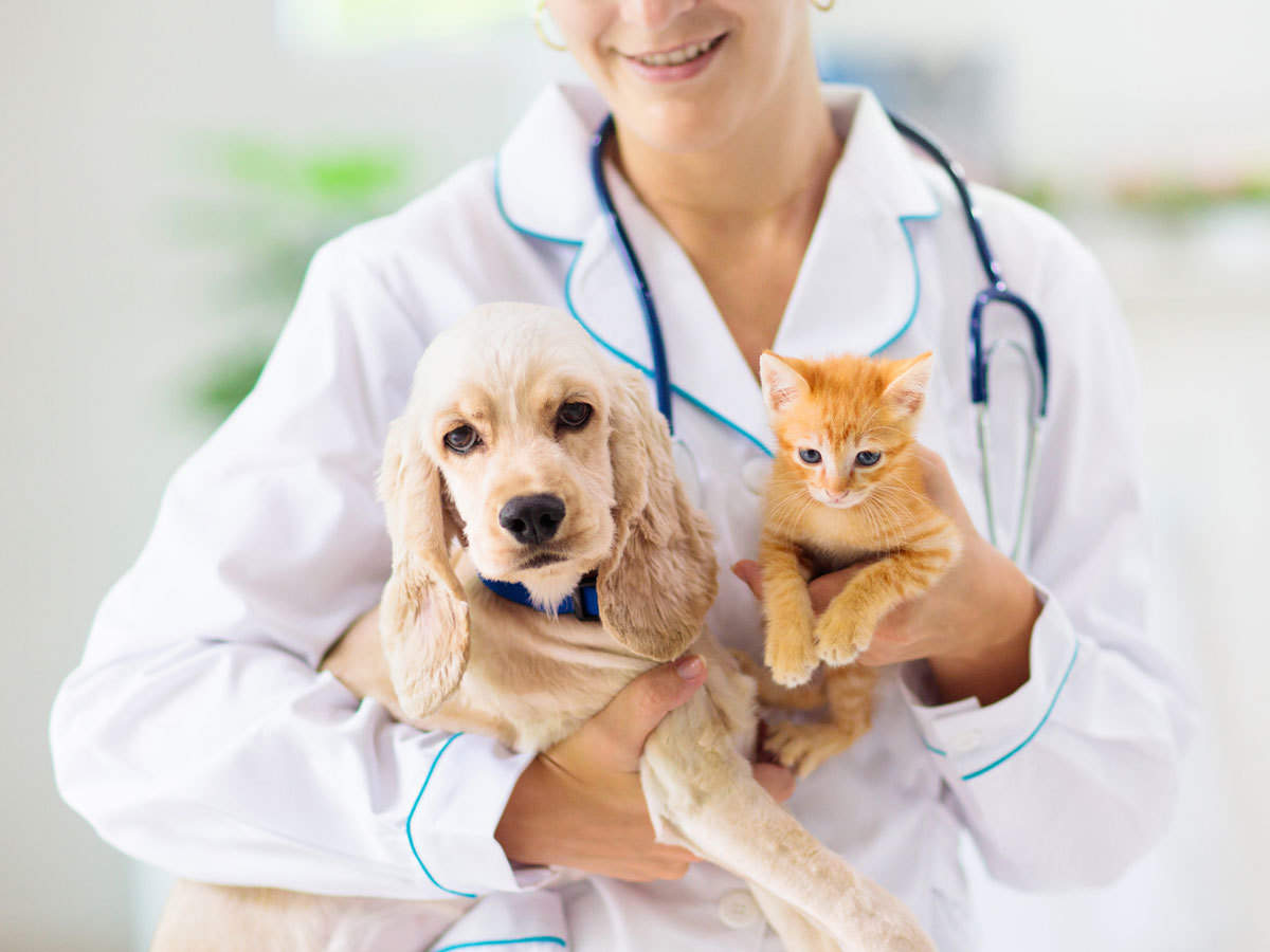 Top Pet Insurance Picks for 2023: A Comprehensive Guide to Protecting Your Furry Friend