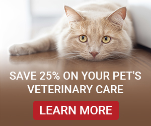 PetAssure: An In-depth Review and Introduction to Affordable Pet Care