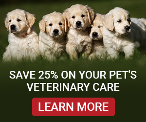 PetAssure: An In-depth Review and Introduction to Affordable Pet Care