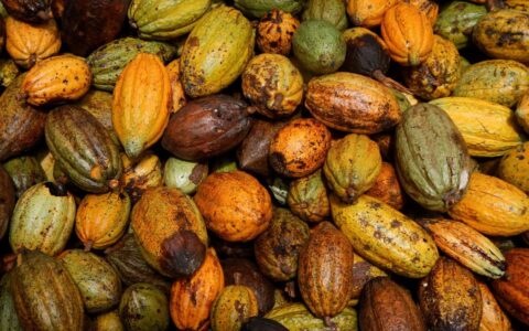 Sweet Affliction: The Unraveling Economics of Chocolate Amid Surging Cocoa Prices