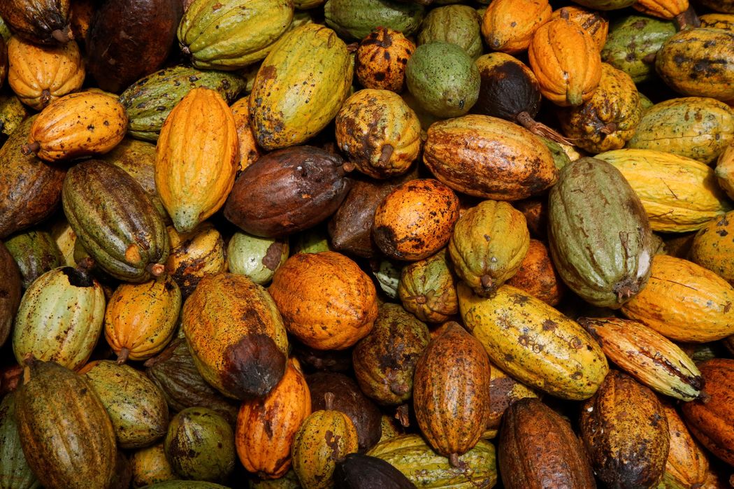 Sweet Affliction: The Unraveling Economics of Chocolate Amid Surging Cocoa Prices