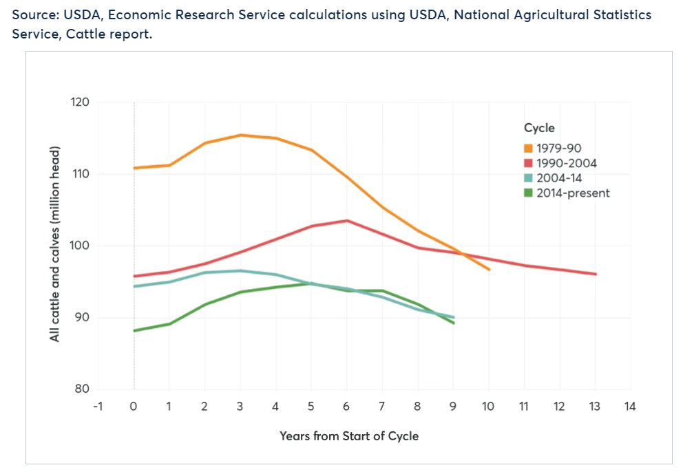 Deciphering the Dynamics: The Ongoing Evolution of the U.S. Cattle Cycle