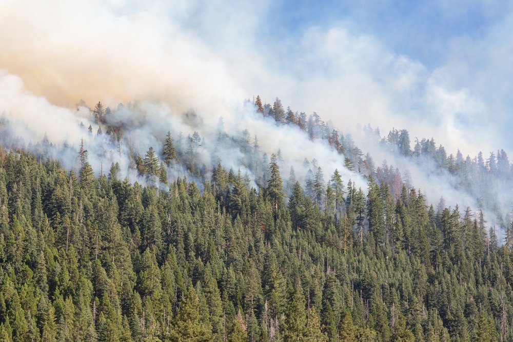 The Essential Guide to Wildfire Damage Attorneys: Spotlight on California Wildfire Recovery Attorneys